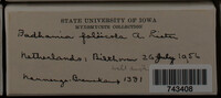 Badhamia foliicola image